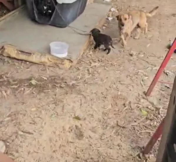 Titta taglia piccola socievole e dolce  | Foto 3