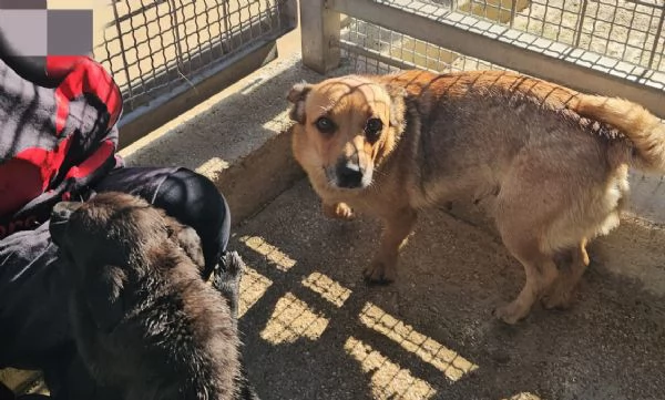 Titta taglia piccola socievole e dolce  | Foto 2