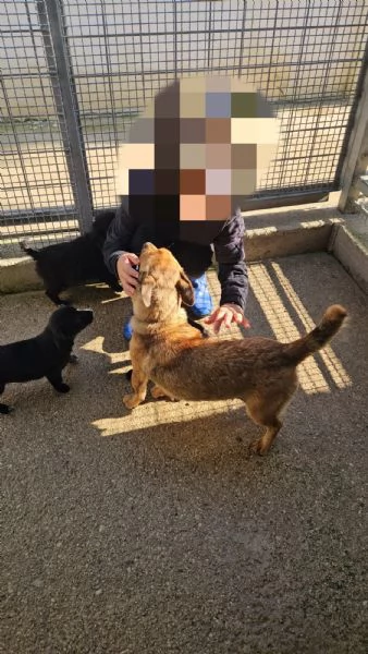 Titta taglia piccola socievole e dolce  | Foto 1