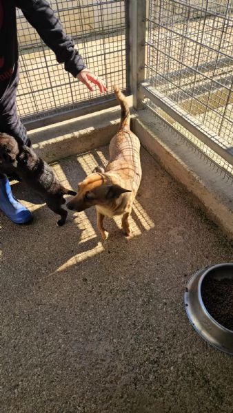 Titta taglia piccola socievole e dolce  | Foto 0