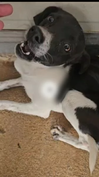 Bianca e Fumo taglia piccola socievoli | Foto 5