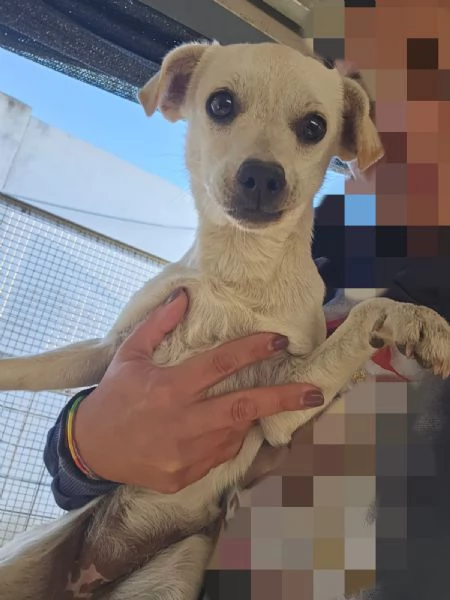 Bianca e Fumo taglia piccola socievoli | Foto 4