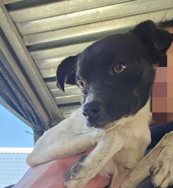 Bianca e Fumo taglia piccola socievoli | Foto 3