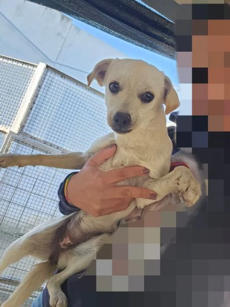 Bianca e Fumo taglia piccola socievoli | Foto 2