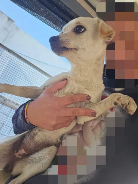 Bianca e Fumo taglia piccola socievoli | Foto 1