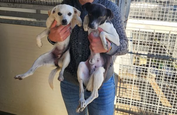 Bianca e Fumo taglia piccola socievoli