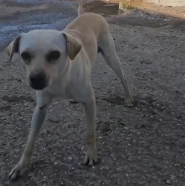 Bianca e Fumo taglia piccola socievoli | Foto 0