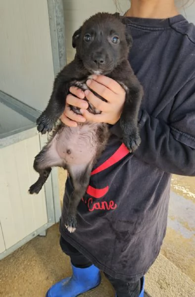 Gelso 2 mesi taglia piccola  | Foto 6