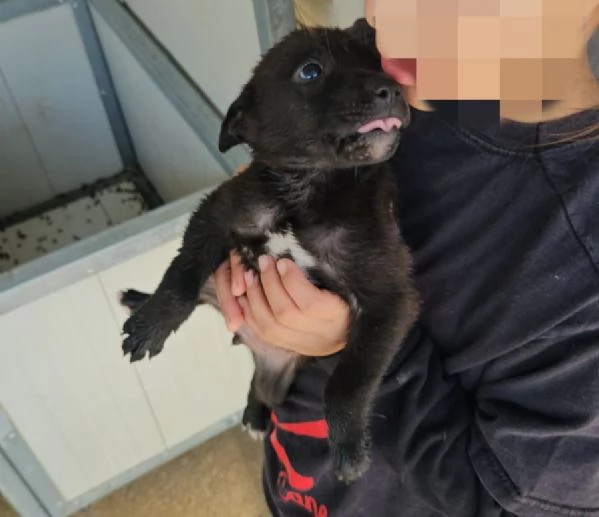 Gelso 2 mesi taglia piccola 