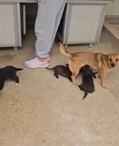 Gelso 2 mesi taglia piccola  | Foto 3