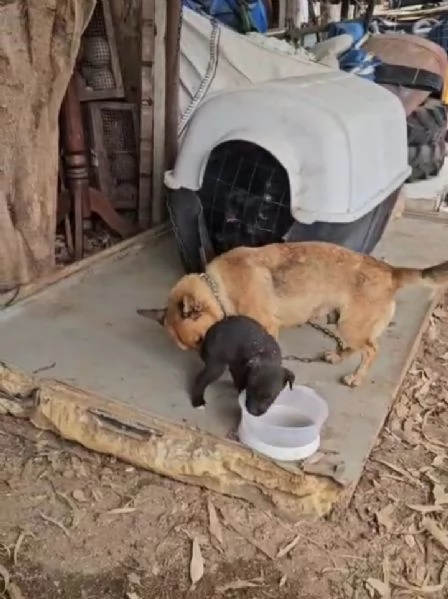 Gelso 2 mesi taglia piccola  | Foto 1