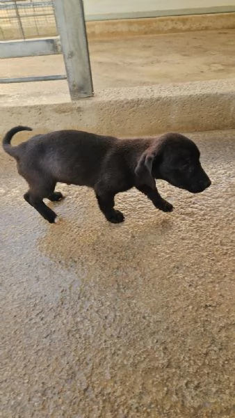 Gelso 2 mesi taglia piccola  | Foto 0