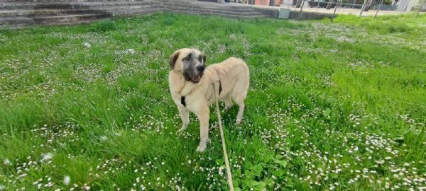 Hulk gigante buono educato e coccolone  | Foto 4