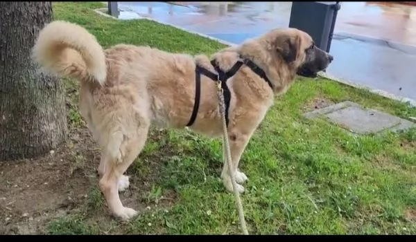 Hulk gigante buono educato e coccolone  | Foto 3