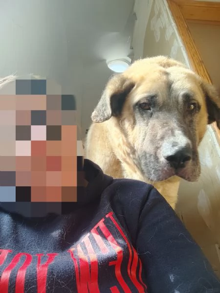 Hulk gigante buono educato e coccolone  | Foto 1