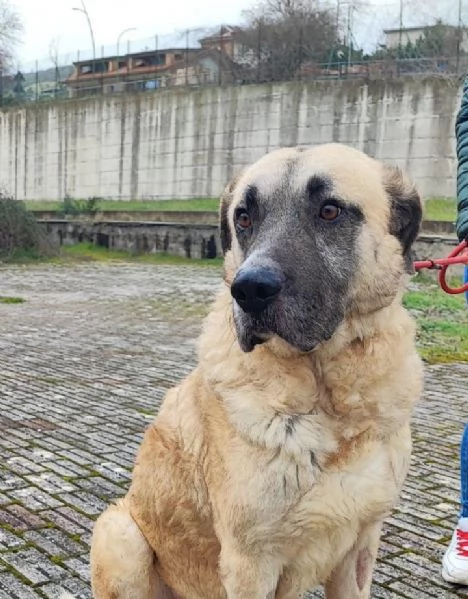 Hulk gigante buono educato e coccolone 