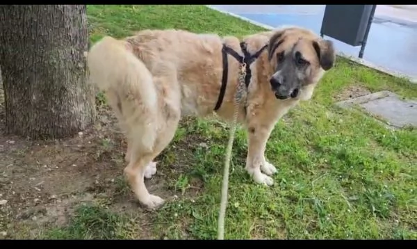 Hulk gigante buono educato e coccolone  | Foto 0