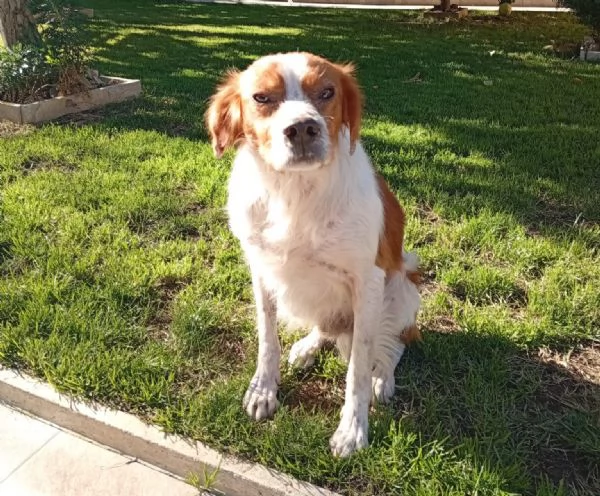 Tommy giovane bretoncino socievole equilibrato 