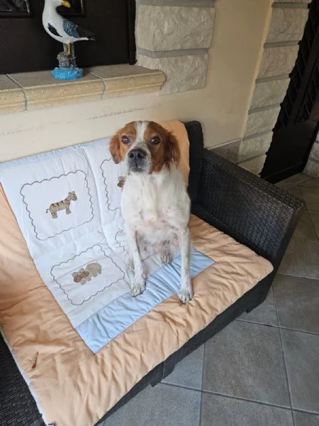 Tommy giovane bretoncino socievole equilibrato  | Foto 2