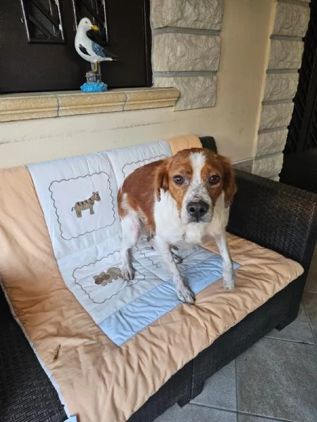 Tommy giovane bretoncino socievole equilibrato  | Foto 1