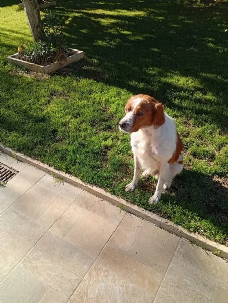 Tommy giovane bretoncino socievole equilibrato  | Foto 0