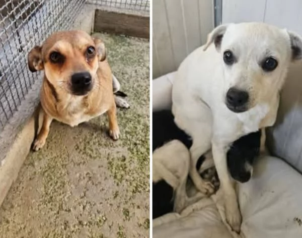 Canna e Fiamma taglia piccola 1 anno