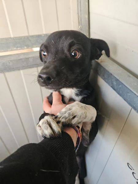 Arrosto taglia piccola dolce e socievole 