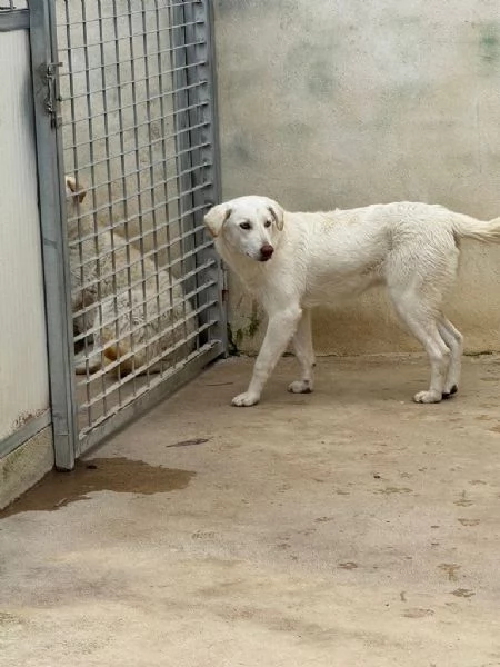 Chiara 1 anno socievole ed equilibrata | Foto 6