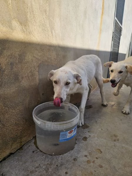 Chiara 1 anno socievole ed equilibrata | Foto 3