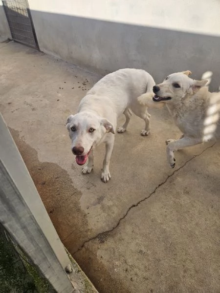 Chiara 1 anno socievole ed equilibrata | Foto 2