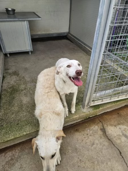 Chiara 1 anno socievole ed equilibrata | Foto 1