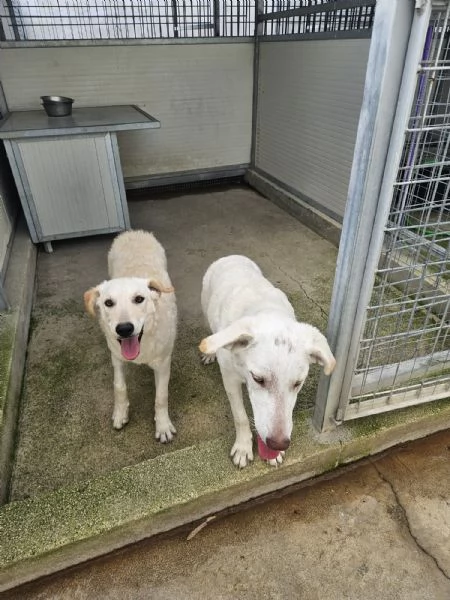 Chiara 1 anno socievole ed equilibrata | Foto 0