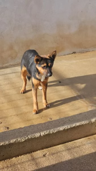 Lucio giovane taglia piccola socievole 