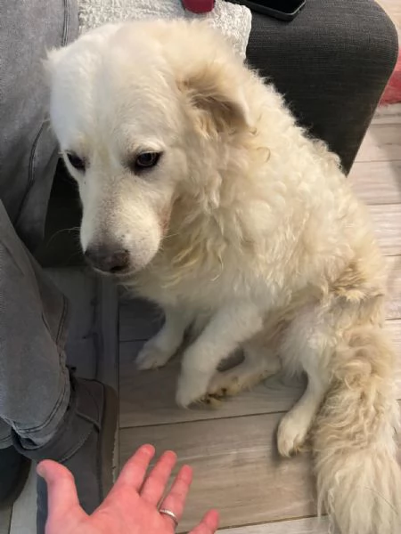 Fiammotta giovane pastora bella e fiera