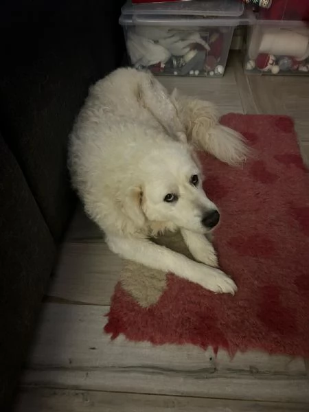 Fiammotta giovane pastora bella e fiera | Foto 0