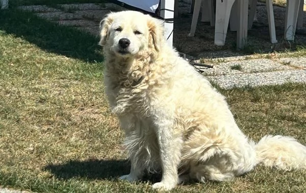 Fiammotta giovane pastora bella e fiera