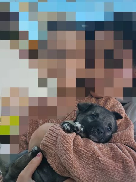 Rosina abbandonata al freddo in una aiuola | Foto 4