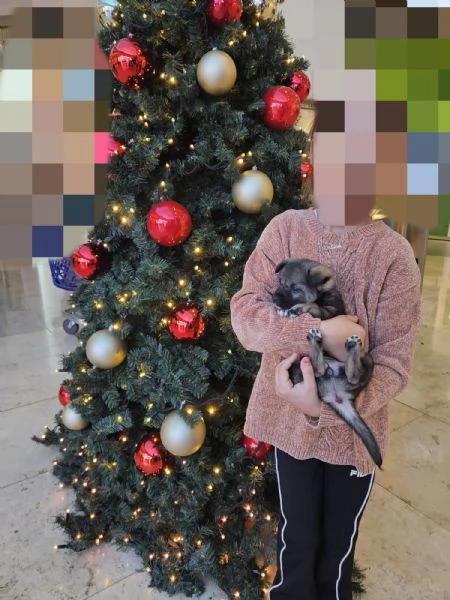 Rosina abbandonata al freddo in una aiuola | Foto 2