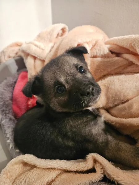 Rosina abbandonata al freddo in una aiuola 