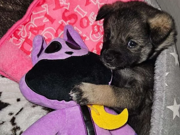 Rosina abbandonata al freddo in una aiuola