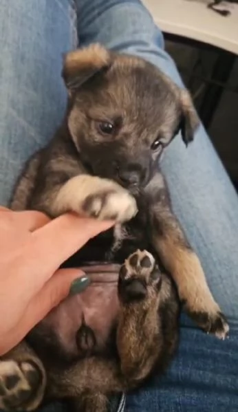 Rosina abbandonata al freddo in una aiuola | Foto 1