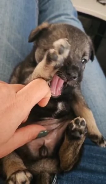 Rosina abbandonata al freddo in una aiuola | Foto 0