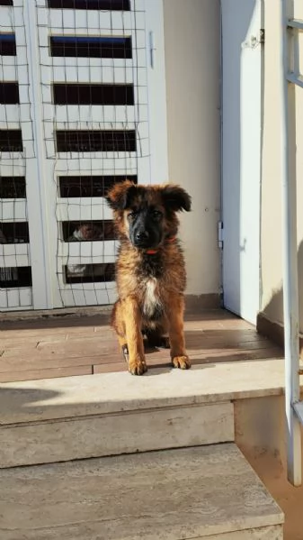 Few cucciola taglia mediogrande 