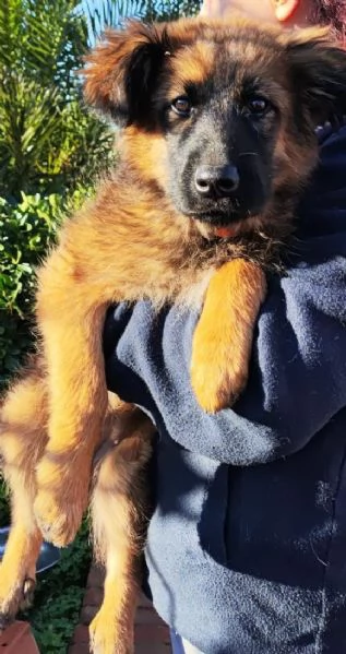 Few cucciola taglia mediogrande  | Foto 0