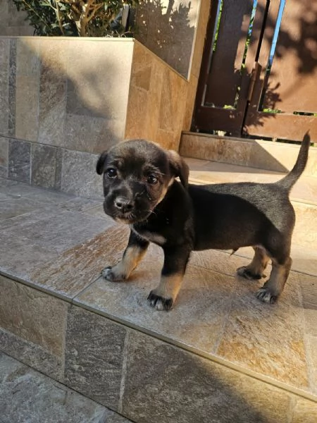 Pisellino 2 mesi taglia contenuta | Foto 5