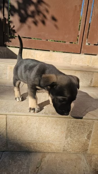 Pisellino 2 mesi taglia contenuta | Foto 4