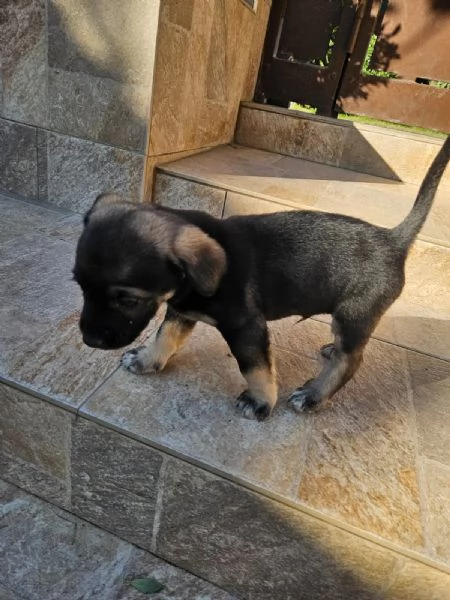 Pisellino 2 mesi taglia contenuta | Foto 3