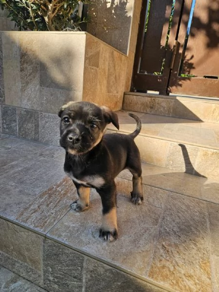 Pisellino 2 mesi taglia contenuta