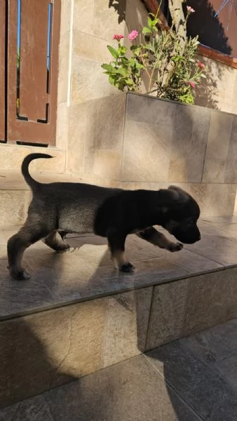 Pisellino 2 mesi taglia contenuta | Foto 2