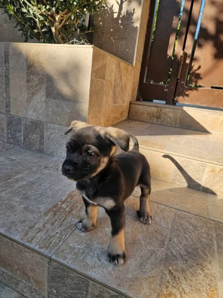 Pisellino 2 mesi taglia contenuta | Foto 1